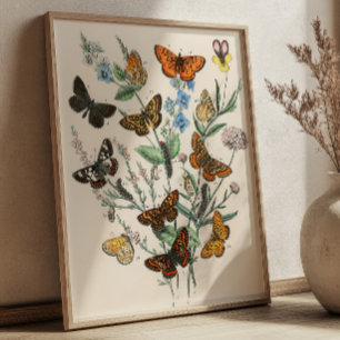 Affiche Illustrations de papillons vintage Art botanique