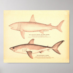 Affiche Illustrations de requins vintages