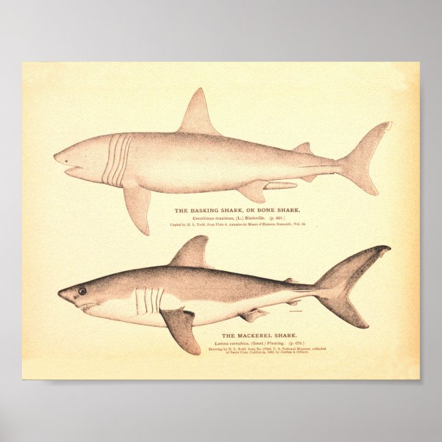 Affiche Illustrations de requins vintages (Devant)