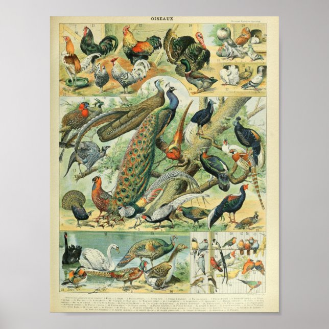 Affiche Illustrations des oiseaux d'Adolphe Millot (Devant)