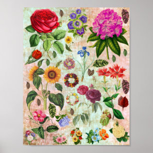 Affiche Illustrations vintages de fleurs botaniques Art de