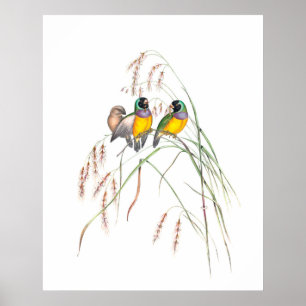 Affiche Illustrations Vintages d'Oiseaux de Gouldian Finch