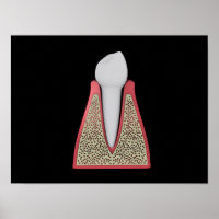 Image Conceptuelle De La Dent Humaine 1