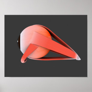 Affiche Image conceptuelle de l'anatomie 7 d'oeil humain