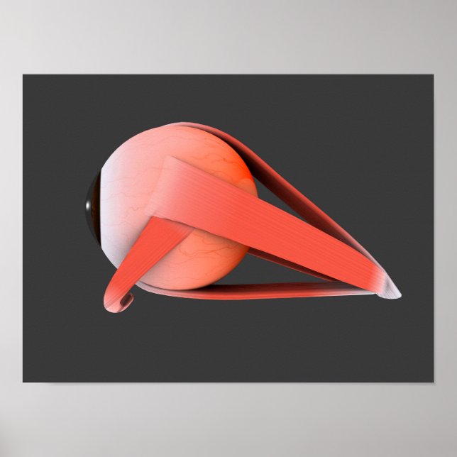 Affiche Image Conceptuelle De L'Anatomie Des Yeux Humains  (Devant)