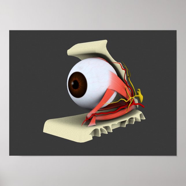 Affiche Image Conceptuelle De L'Anatomie Des Yeux Humains  (Devant)