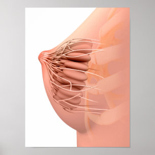 Affiche Image Conceptuelle De L'Anatomie Du Sein Féminin 2