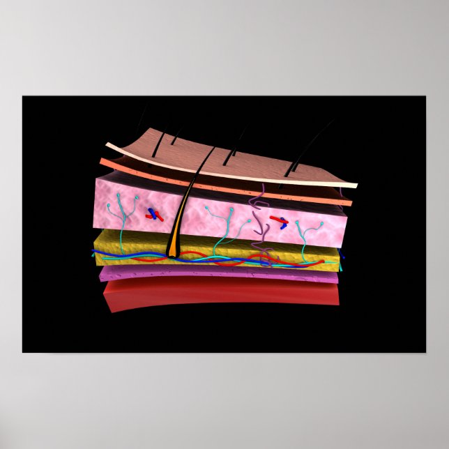 Affiche Image Conceptuelle Des Couches De La Peau Humaine  (Devant)