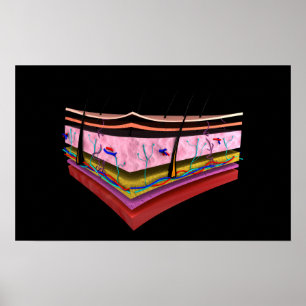 Affiche Image conceptuelle des couches de peau humaine 1