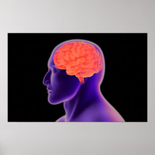 Affiche Image Conceptuelle Du Cerveau Humain 1