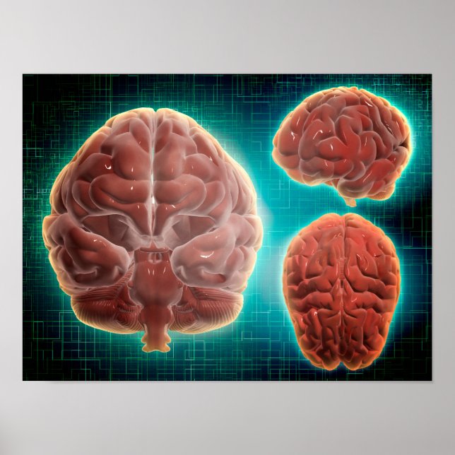 Affiche Image Conceptuelle Du Cerveau Humain À Différentes (Devant)
