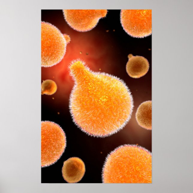 Affiche Image Conceptuelle Du Plasmodium À L'Origine Du Pa (Devant)