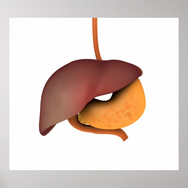 Affiche Image Conceptuelle Du Système Digestif Humain 3 (Devant)