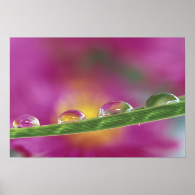 Affiche Image d'asters formés dans des gouttelettes d'eau (Devant)