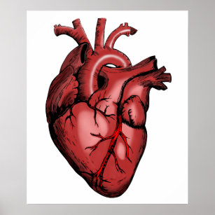 Affiche Image de coeur anatomique réaliste