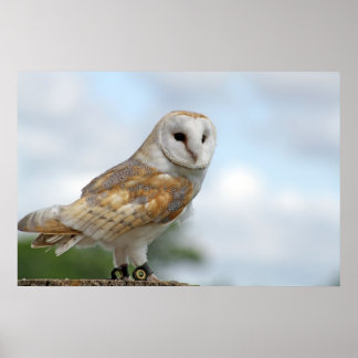 Affiche image de hibou