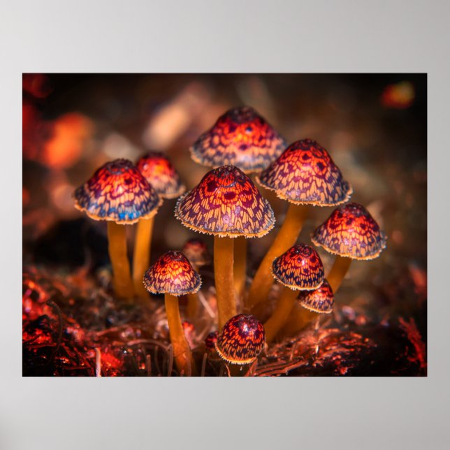 Affiche Image de petits champignons sauvages sur le mur du (Devant)