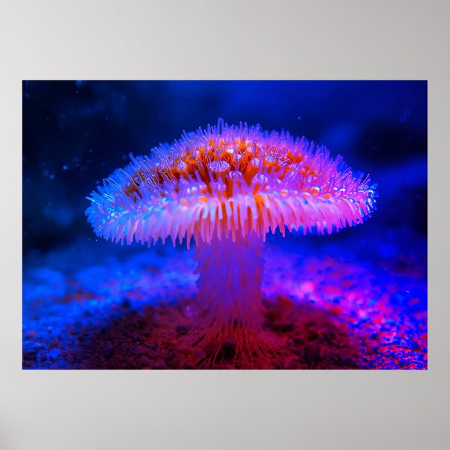 Affiche Image d'un champignon rouge sur le mur du fond de  (Devant)
