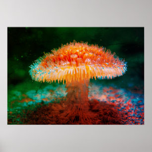 Affiche Image d'un champignon sauvage sur le mur du fond d