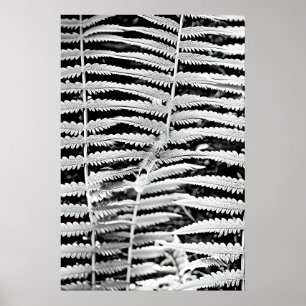 Affiche Image noire et blanche de la fougère forestière