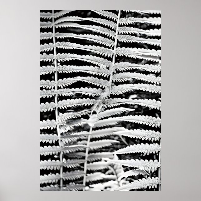 Affiche Image noire et blanche de la fougère forestière (Devant)