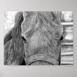 Affiche Image rodéo