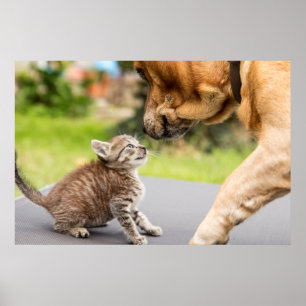 Affiche Images Getty Chien et chat en amour