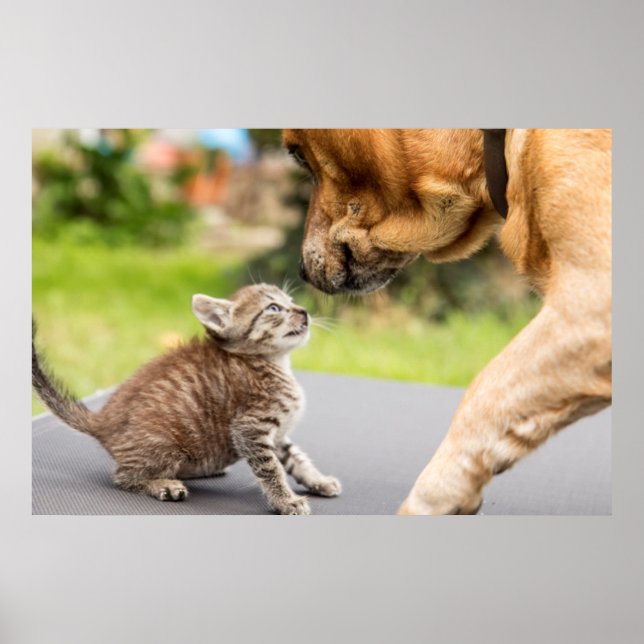 Affiche Images Getty | Chien et chat en amour (Devant)
