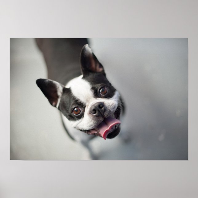 Affiche Images Getty | French Bulldog (Devant)