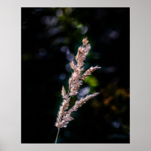 Affiche Imaginaire d'été