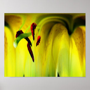 Affiche Imaginaire Lily Floral Abstrait