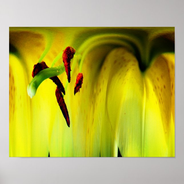 Affiche Imaginaire Lily Floral Abstrait (Devant)