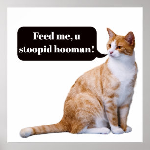 Affiche Imbécile Hooman Drôle Chat affamé