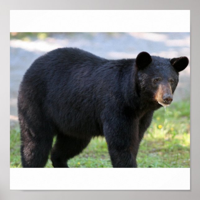 Affiche IMG_5587_édité (Devant)