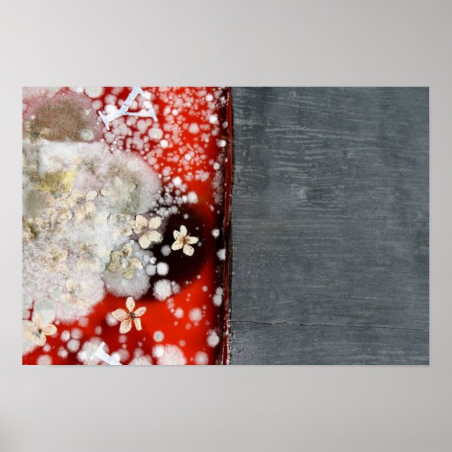 Affiche Immortalité 2 (Devant)