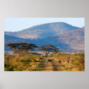 Affiche Impala (Aepyceros Melampus), Hluhluwe-Umfolozi