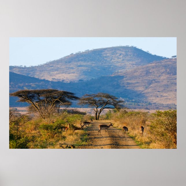 Affiche Impala (Aepyceros Melampus), Hluhluwe-Umfolozi (Devant)