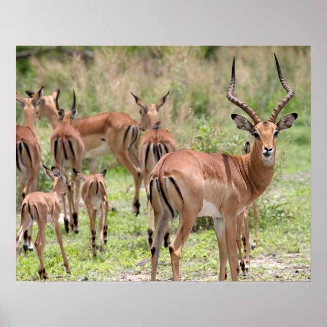 Affiche Impala Dans Le Delta De L'Okavango (Devant)