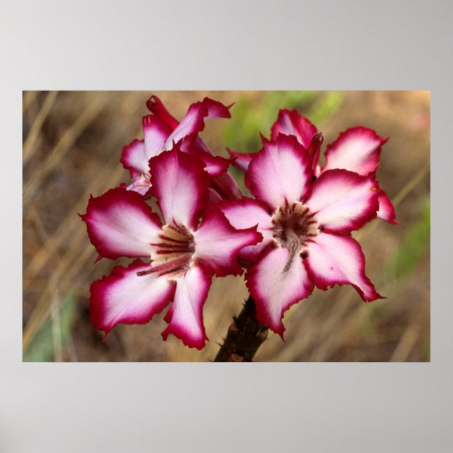 Affiche Impala Lily (Adenium Multiflorum), Kruger (Devant)
