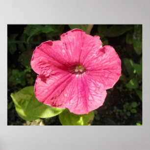 Affiche Impatiens rose foncé