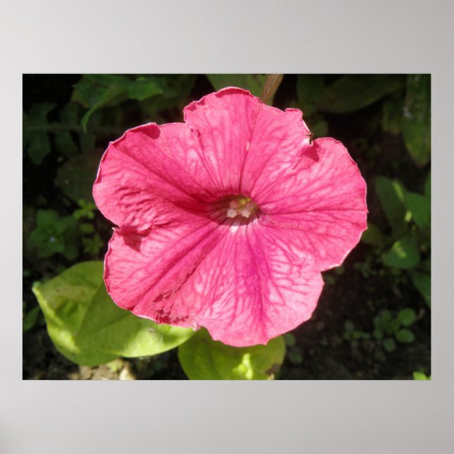 Affiche Impatiens rose foncé (Devant)