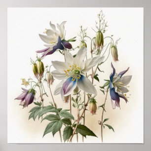 Affiche Impression Artistique de Fleurs de Colombi