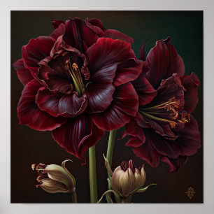 Affiche Impression d'Art de Fleur d'Amaryllis de B