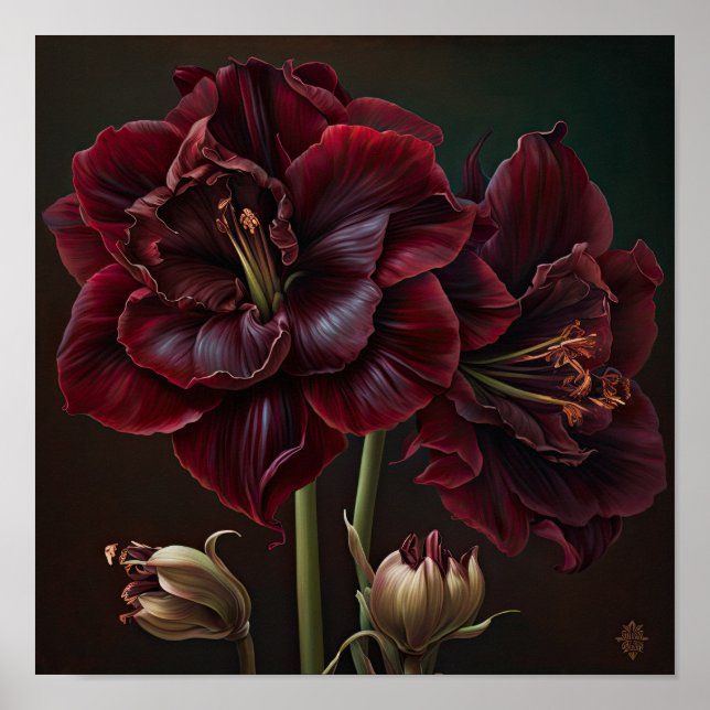 Affiche Impression d'Art de Fleur d'Amaryllis de B (Devant)