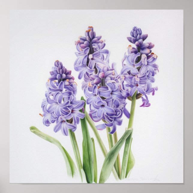 Affiche Impression d'Art de Fleur de Jacinthe Lava (Devant)