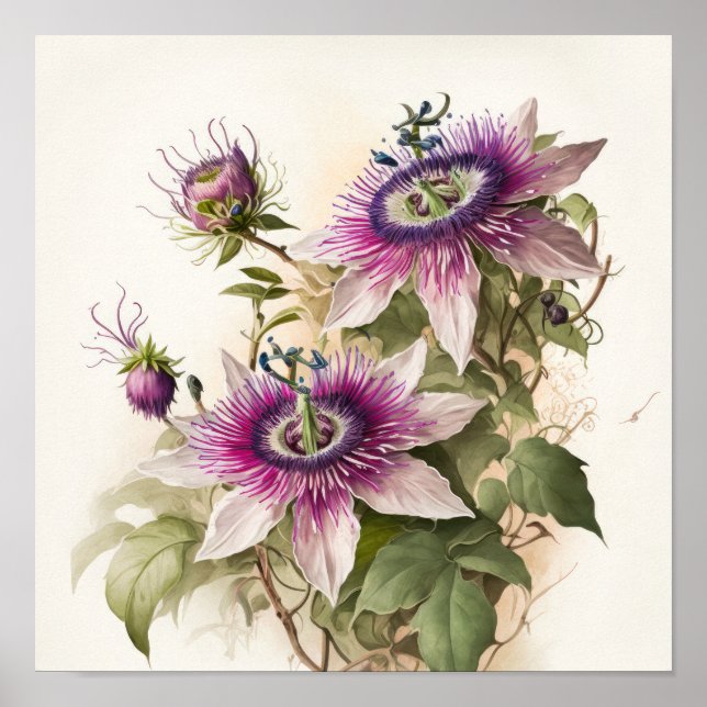Affiche Impression d'Art de la Fleur de la Passion (Devant)