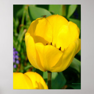 Affiche impression, TULIPES JAUNES, JACINTES VIOLETTES, FE