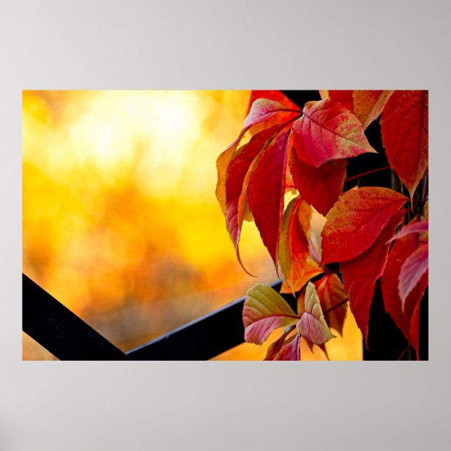 Affiche Impressive red vine leaves in the autumn garden (Devant)
