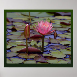 Affiche Imprimantes photo Lily Pad -24x20 autres tailles d