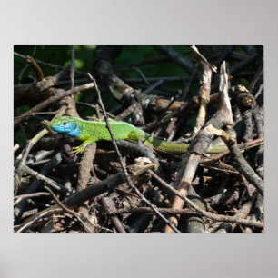 Affiche Imprimantes photo Lizard vert